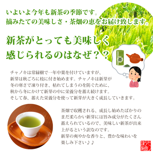新茶　新茶予約　２０２５年産新茶　美味しい新茶　新茶ギフト　新茶お取り寄せ　お茶のモリタ園